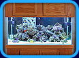 My Sea: My Aquarium Hobby