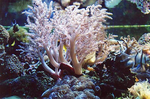 Closeup of Sean Harrison's reef aquarium showing a leather coral