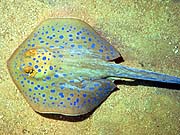 Blue Spotted Stingray (Taeniura lymma)