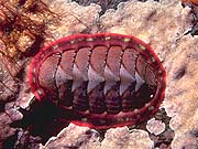 Common Chiton (Acanthopleura granulata)