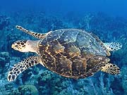 Hawksbill Turtle (Eretmochelys imbricata)