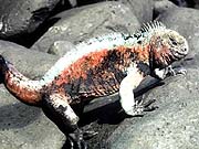 Marine Iguana (Amblyrhynchus cristatus)