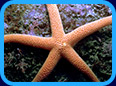 Echinoderms