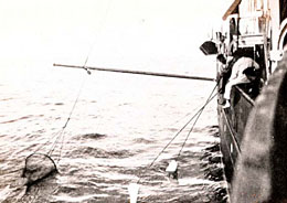 Image of the crew of the steamship Albatross collecting marine life