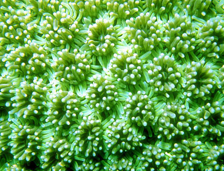 Image of coral that has extended its delicate polyps to feed