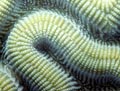Brain Coral