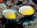 Redfin Butterflyfish
