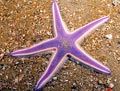 Royal Starfish