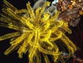 Yellow Feather Starfish