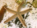 Gray Sea Star
