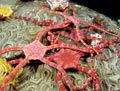 Ruby Brittle Stars