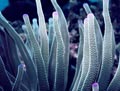 Pink-Tipped Anemone