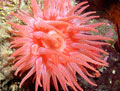 Crimson Anemone