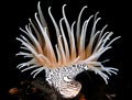 Gorgonian Wrapper