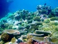 Rainforest of the Sea