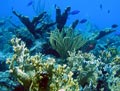 Caribbean Coral Reef
