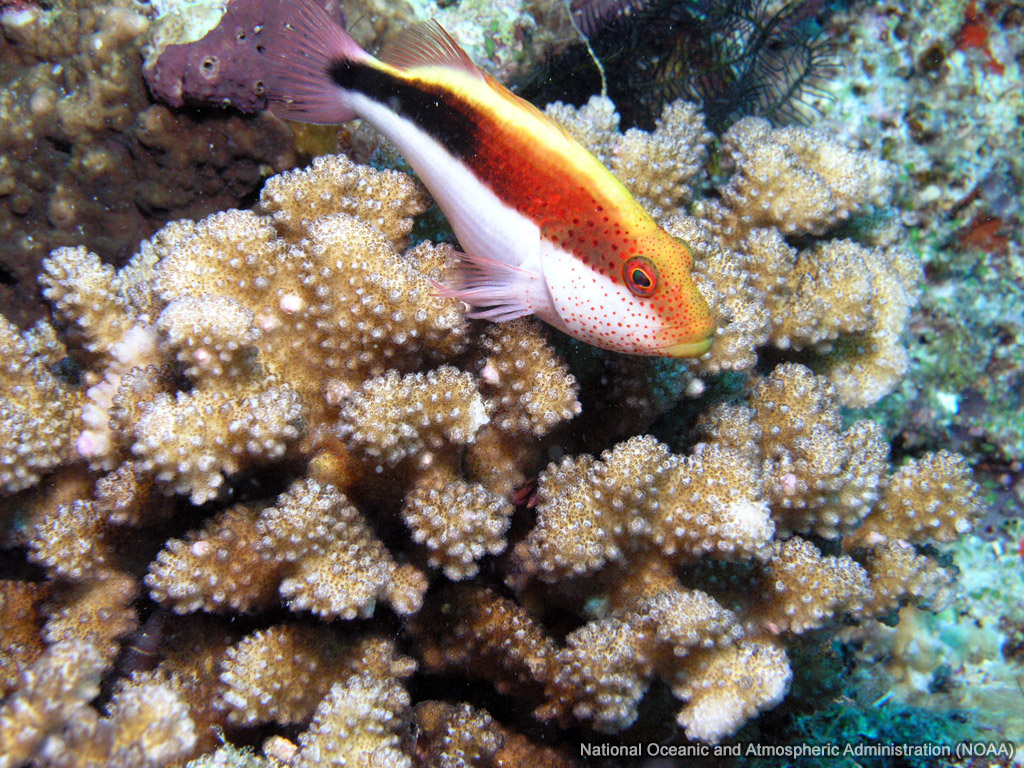 Freckled Hawkfish wallpaper