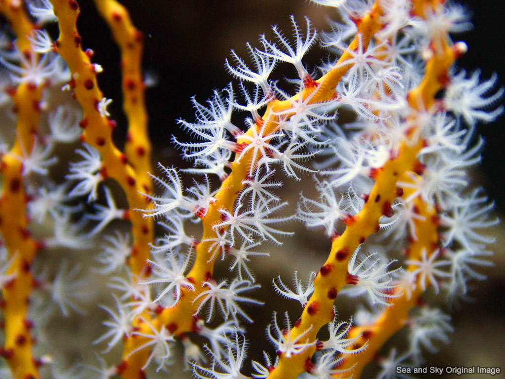 Orange Gorgonian wallpaper