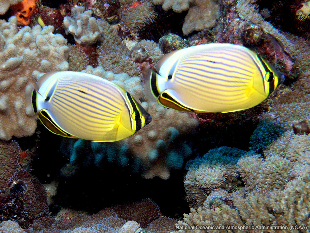 Redfin Butterflyfish wallpaper
