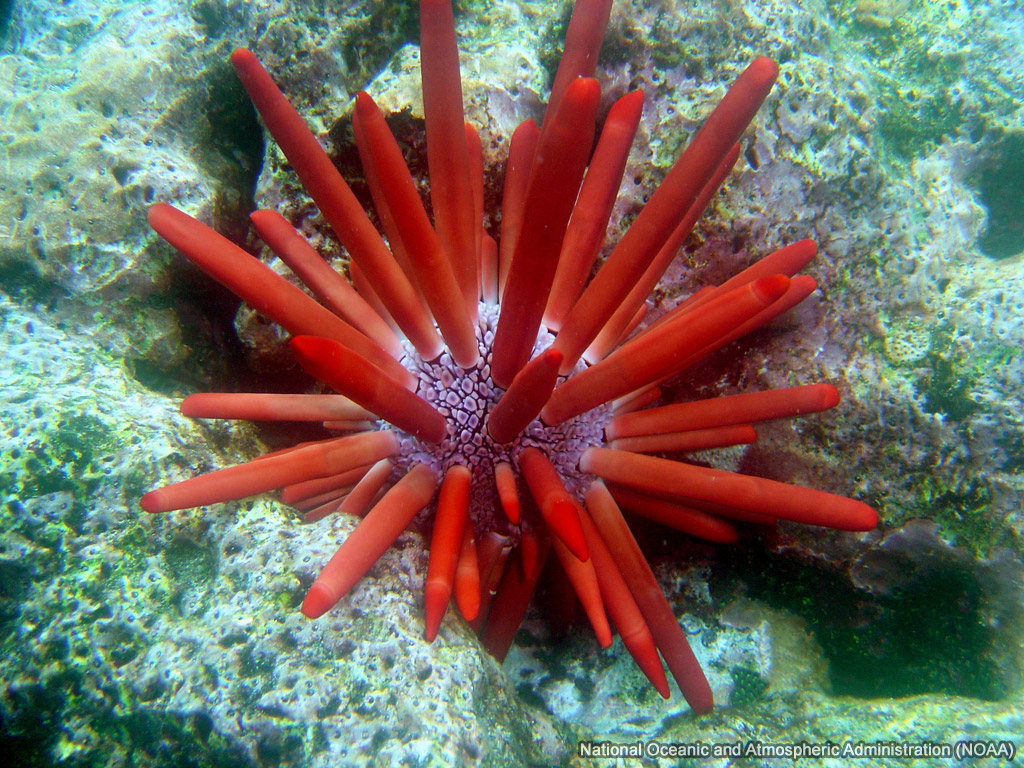Sea Urchin wallpaper