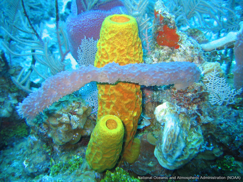 Sponge Colony wallpaper