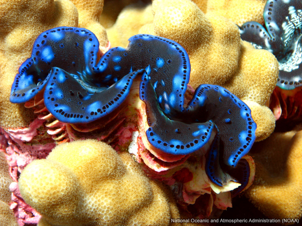 Giant Clam wallpaper